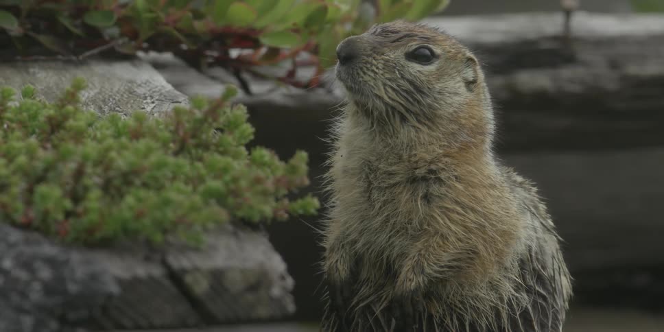 A ground squirrel is standing up by some planks