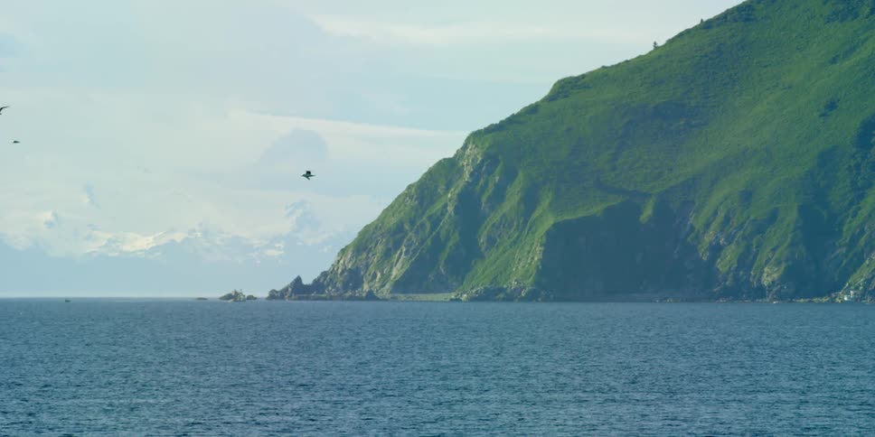 The birds fly towards the green mountain