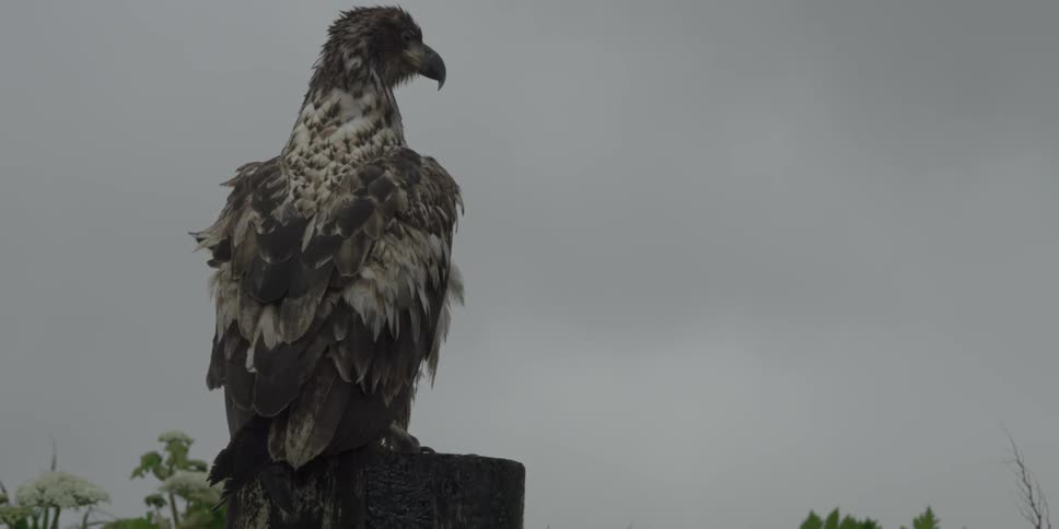 An eagle sits perched on a post
