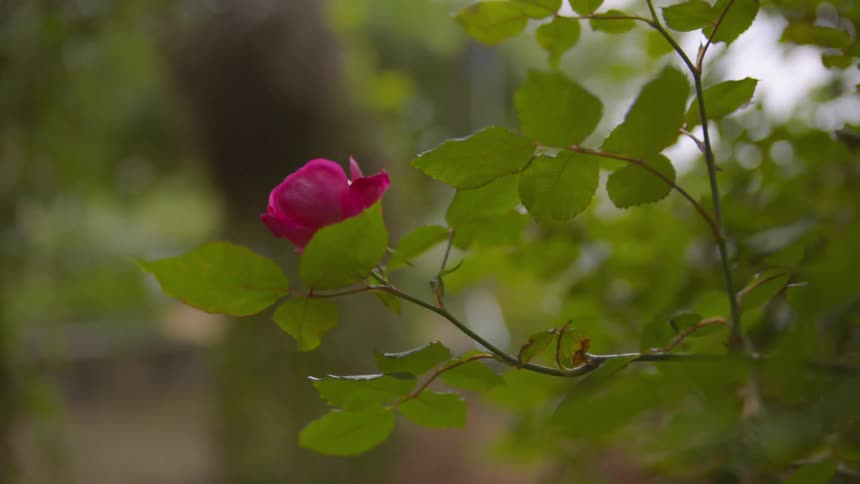 A single flower has bloomed on a tree branch