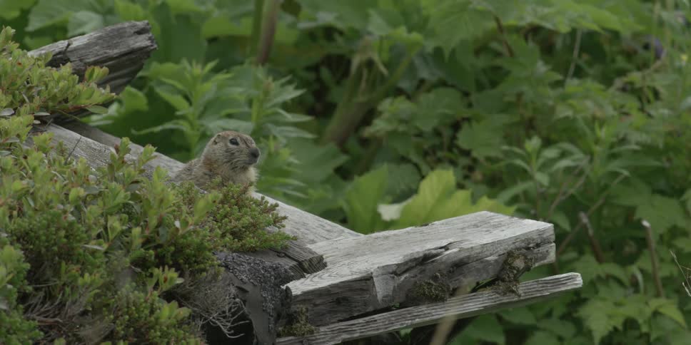 A squirrel is sitting on the edge of a plank