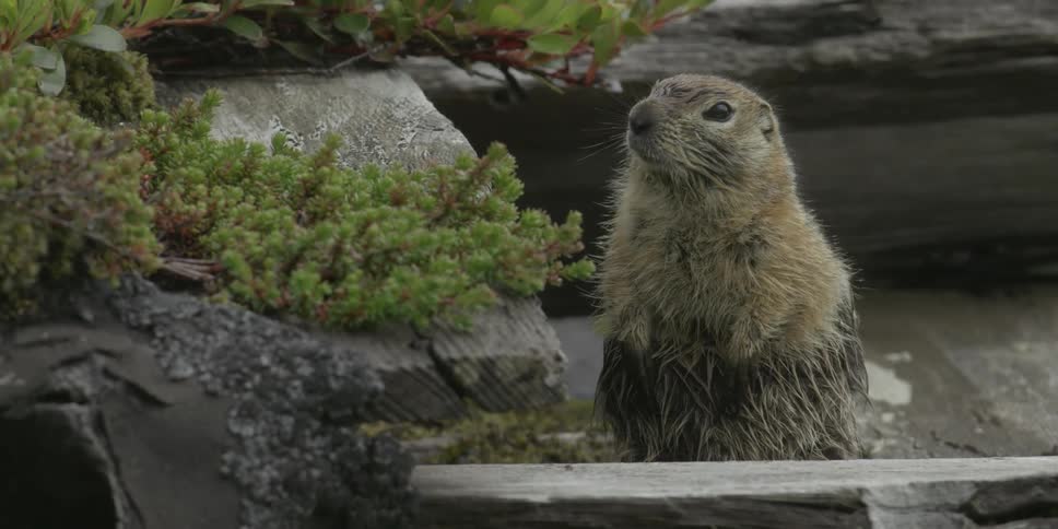 A ground squirrel looks around on a plank