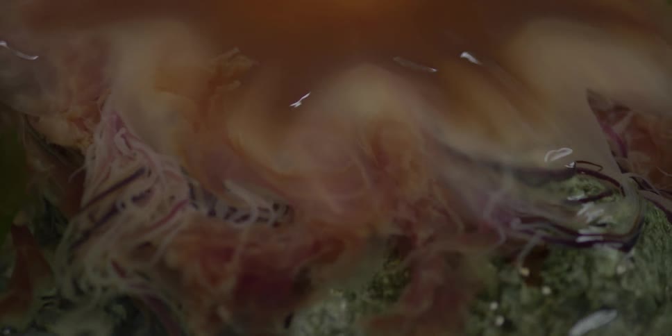 A jellyfish tendril under clear water
