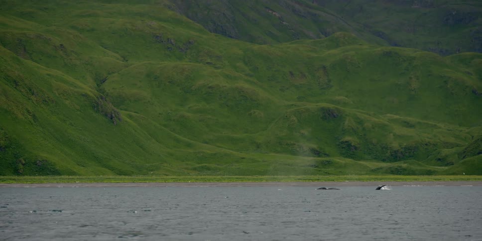 Whales surfacing near a green shore