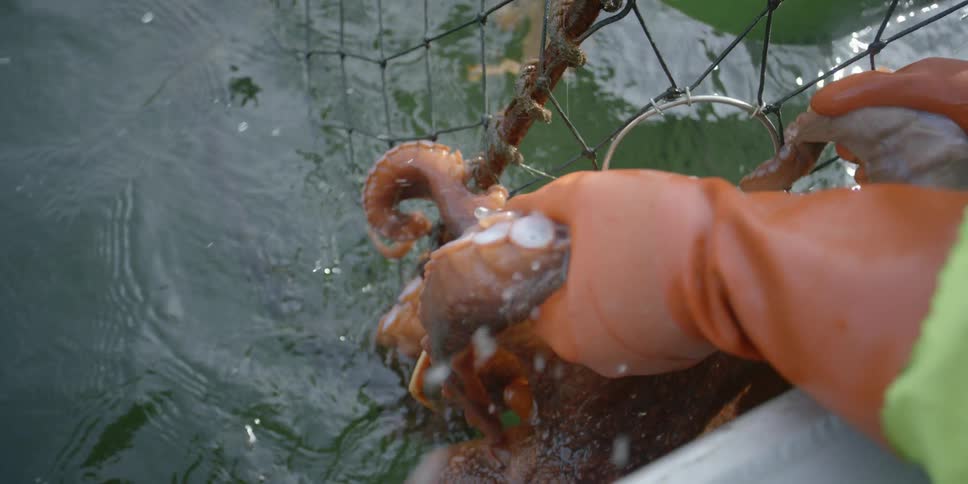 A person is lifting an octopus from the water