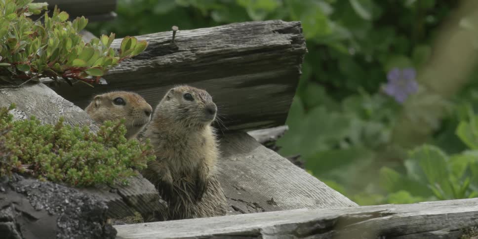 Ground squirrels stand on a plank