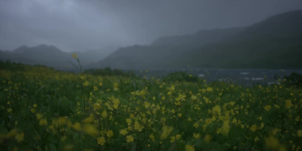 Wind blows through flowers in a mountain field
