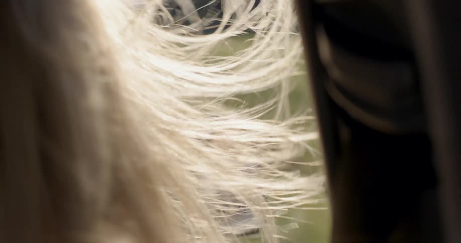 Female's hair blowing in breeze of open window as she rides in vehicle on sunny day