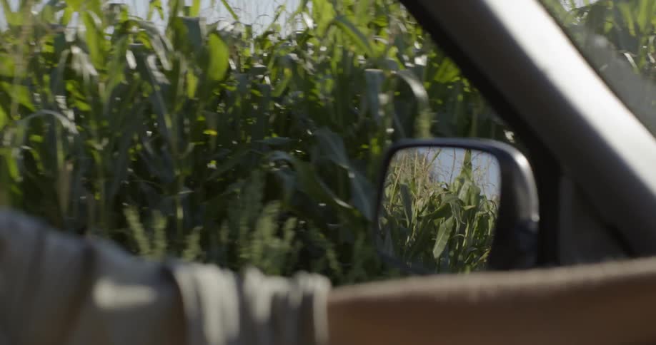 Someone is driving through a corn field