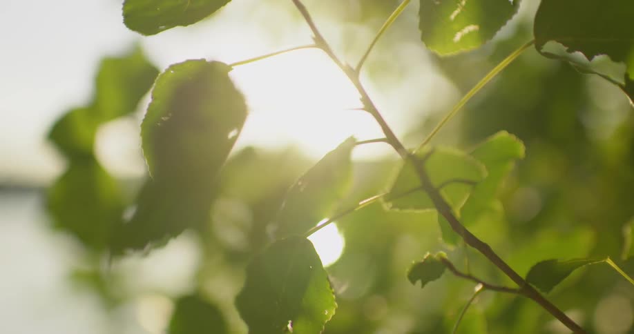 Sun shines through the leaves