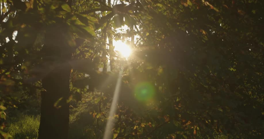 The rising sun is shining through forest trees