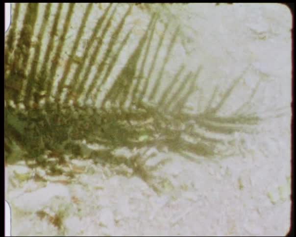 Vintage video of a palm tree shadow on the sand