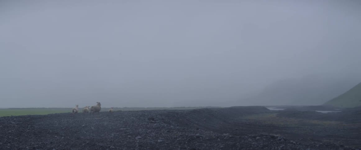 Sheep run across a natural landscape on a foggy day