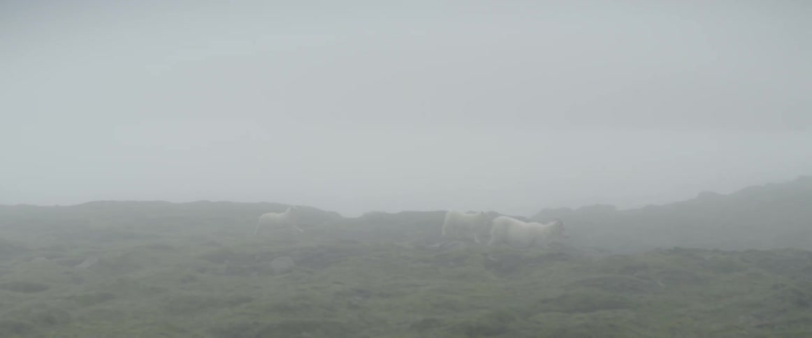 Sheep run through a foggy field