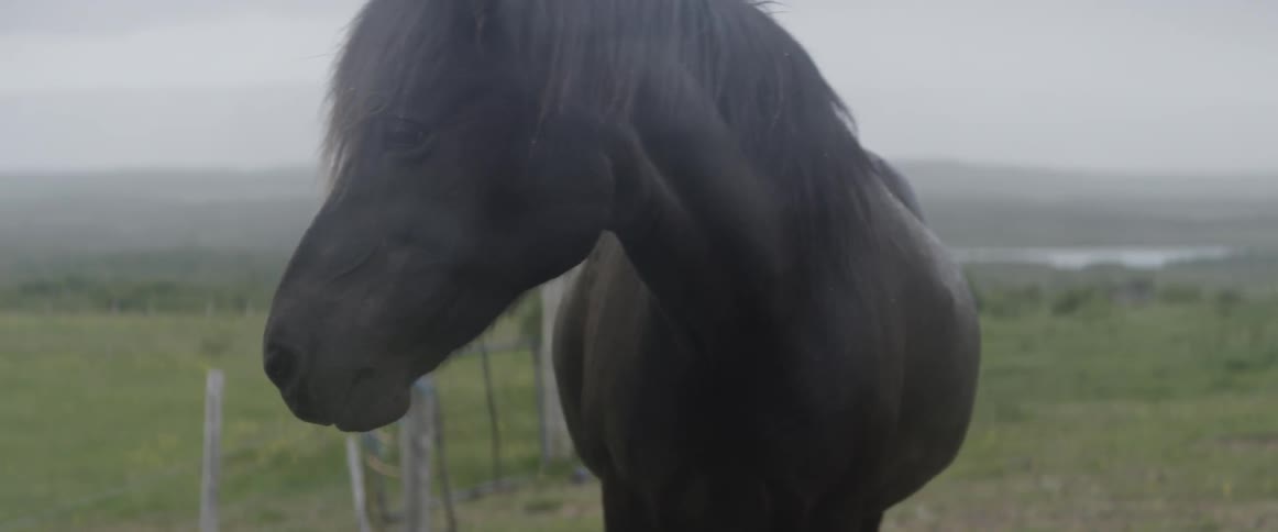 A horse stands out in a field