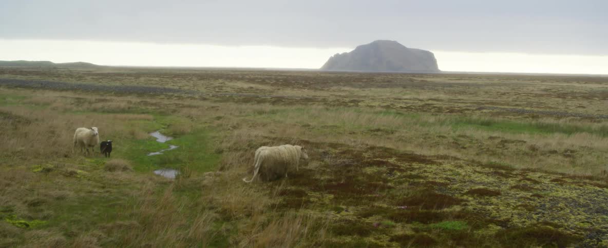 The sheep walk along the tall grass