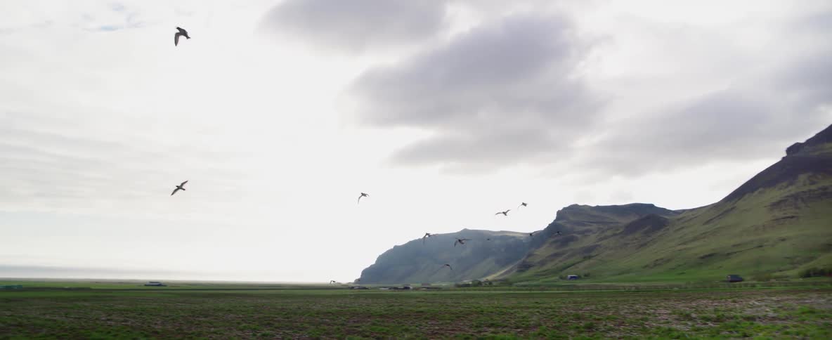 Birds fly above the field