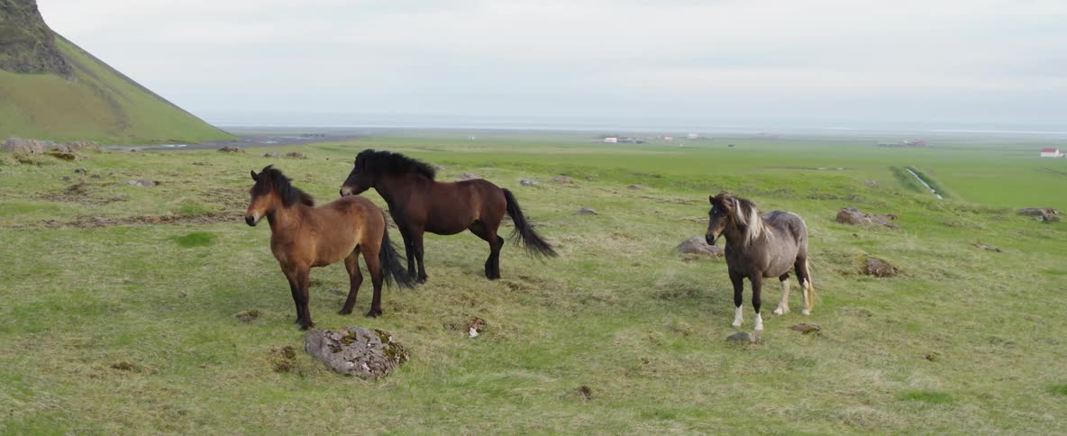 Three horses in a windy field