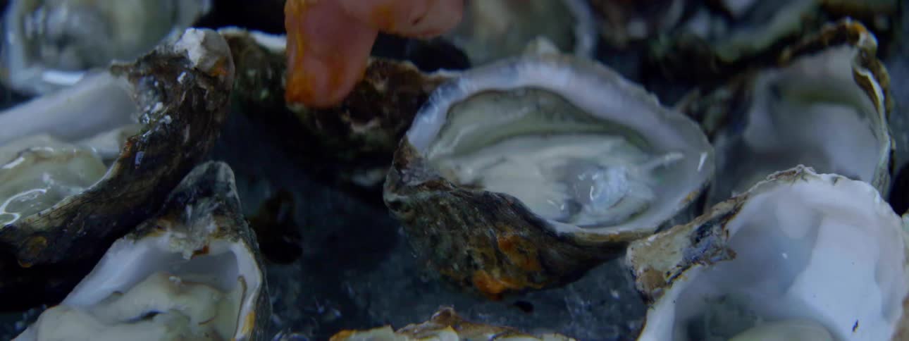 A person is setting oysters on ice to be ready to serve during the day