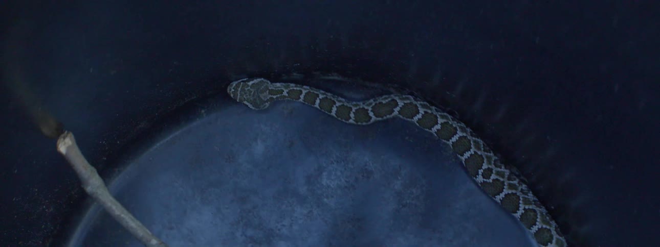 Snake coiling over outside
