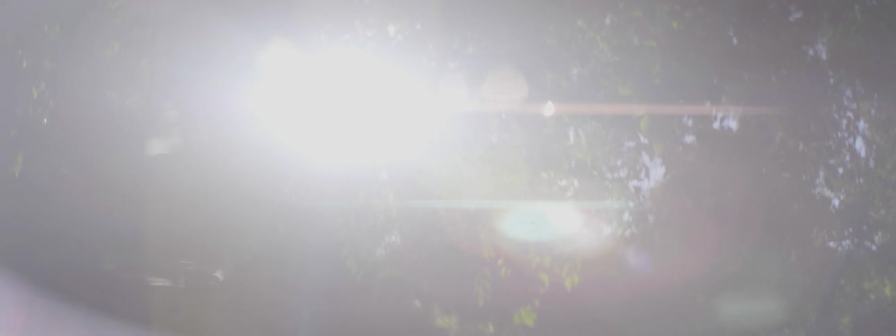 Sunlight shines through tree branches