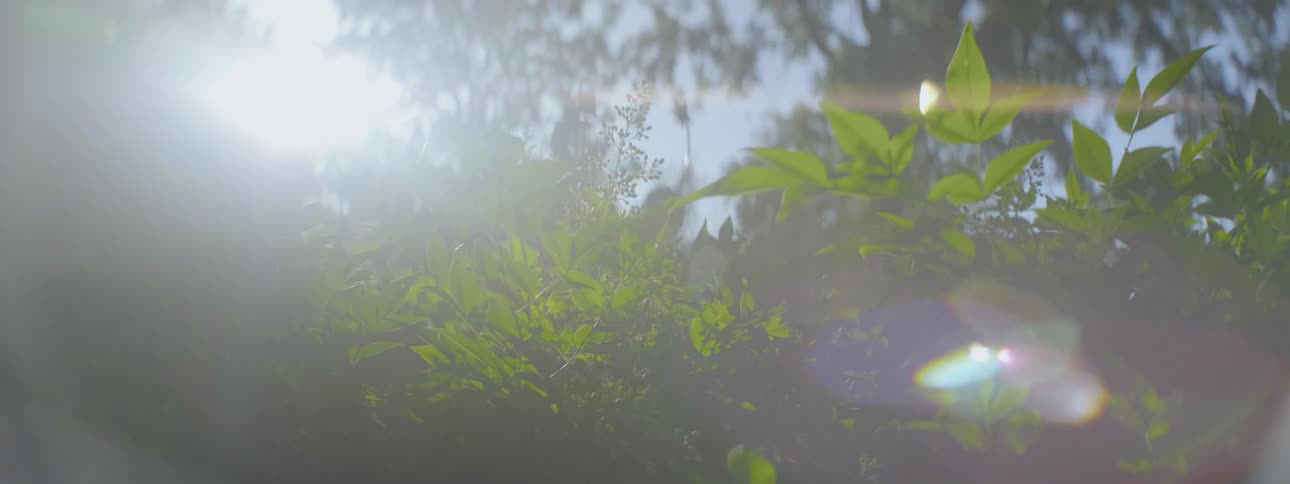 The sun is shining in through the bushes
