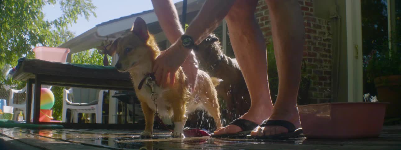 A man is giving his dog a bath on a sunny day