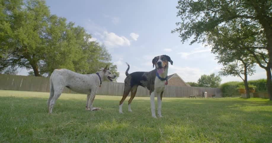 Two dogs panting and standing in a yard