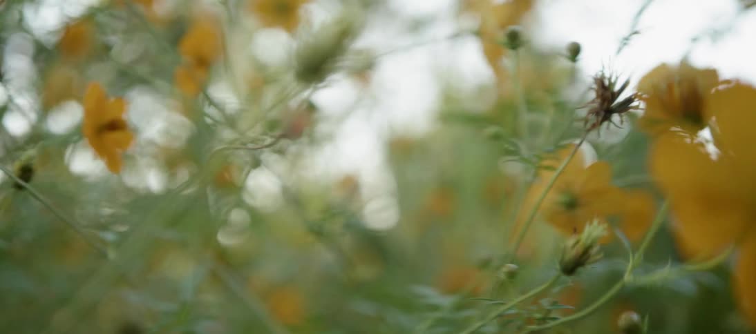 Yellow flowers are blooming in the forest