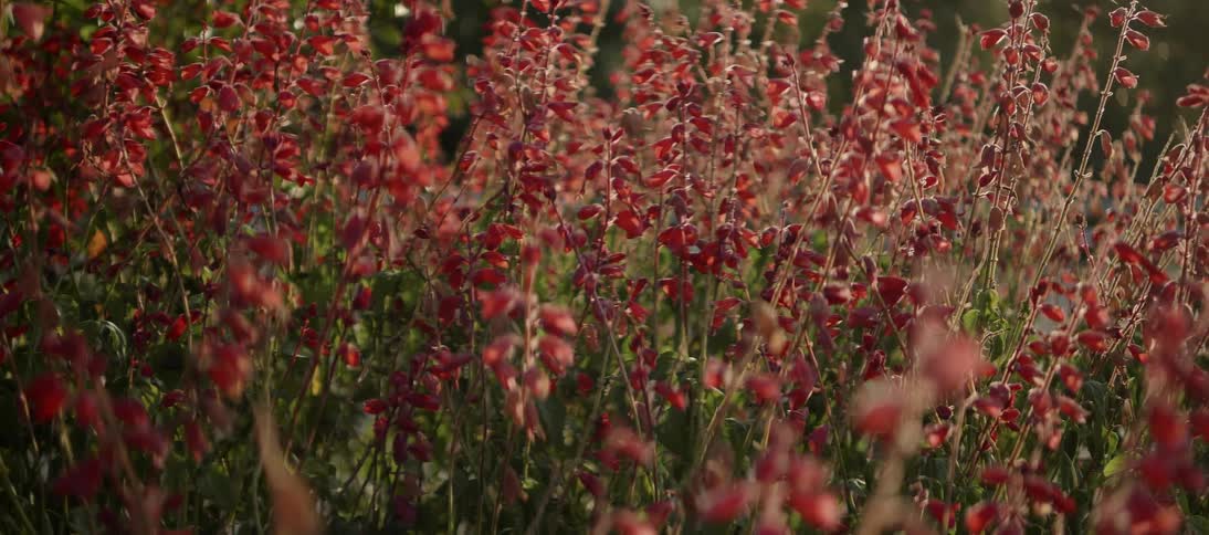 The wind blows the red flowers