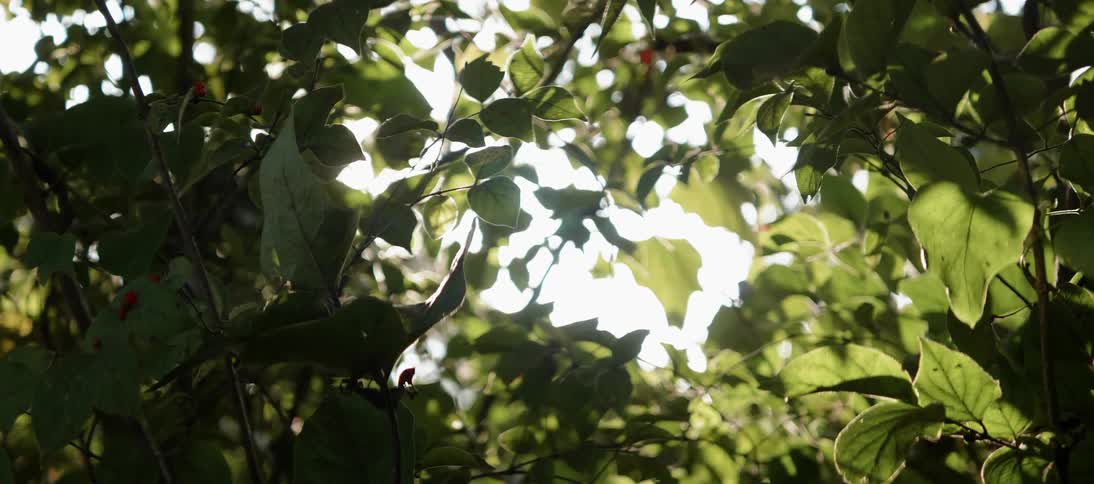 Sun light filters through tree branches