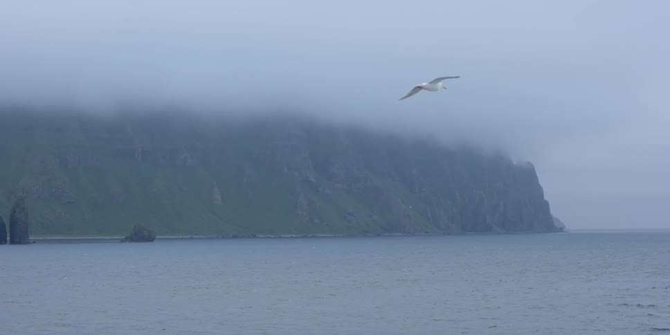 A bird flies through the fog