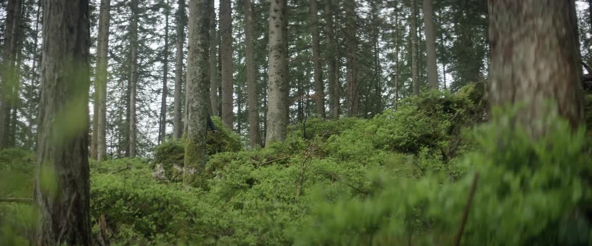 A man walking in the woods pauses to look around then continues