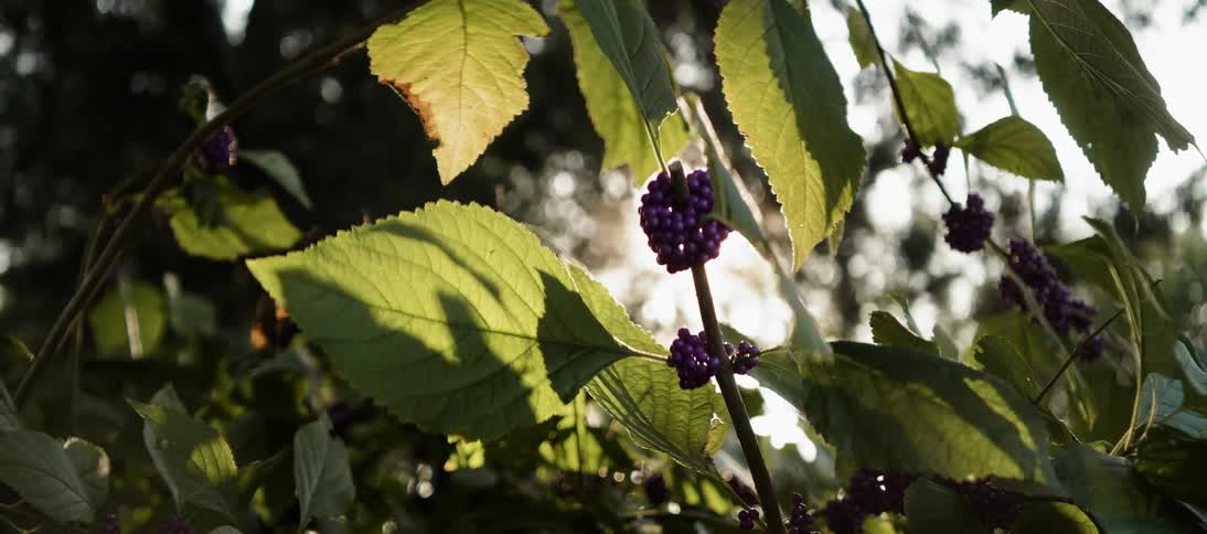 The grapes hang off the vines on the tree