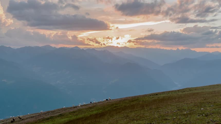 Sheep graze and walk along a hillside