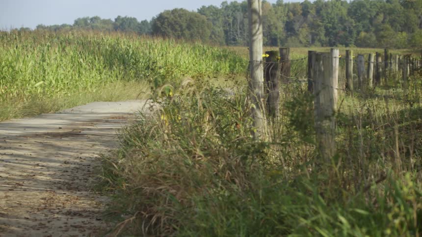 The grass is overgrown by the sides of this trail