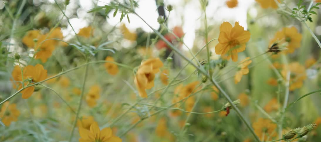 Orange flowers dangle in the breeze
