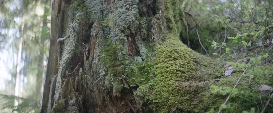 Moss grows on a dead tree trunk in the woods