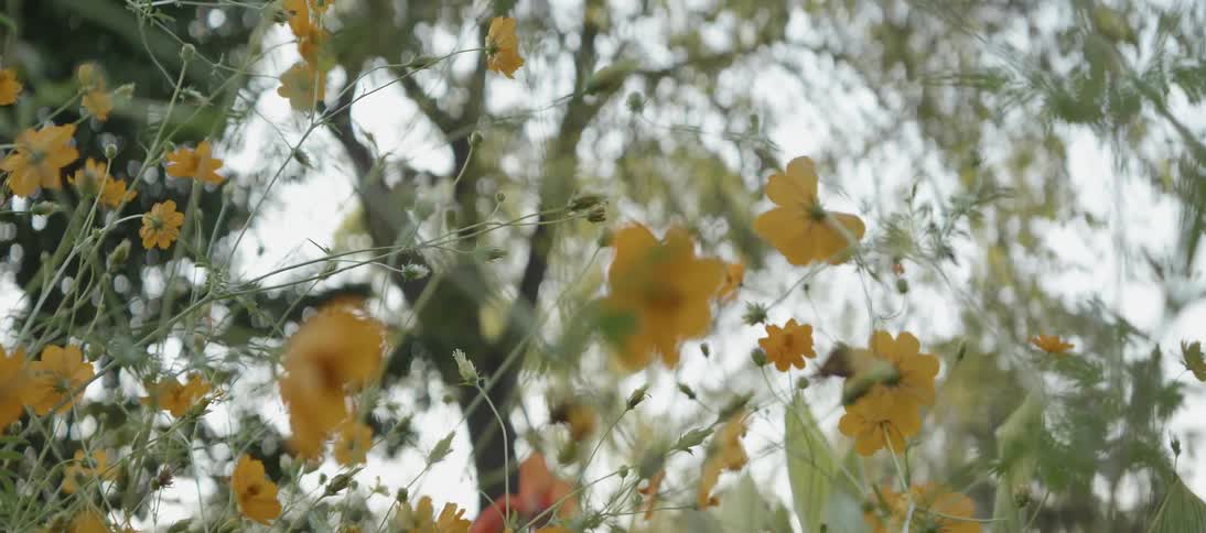 Yellow flowers on a tree are in full bloom