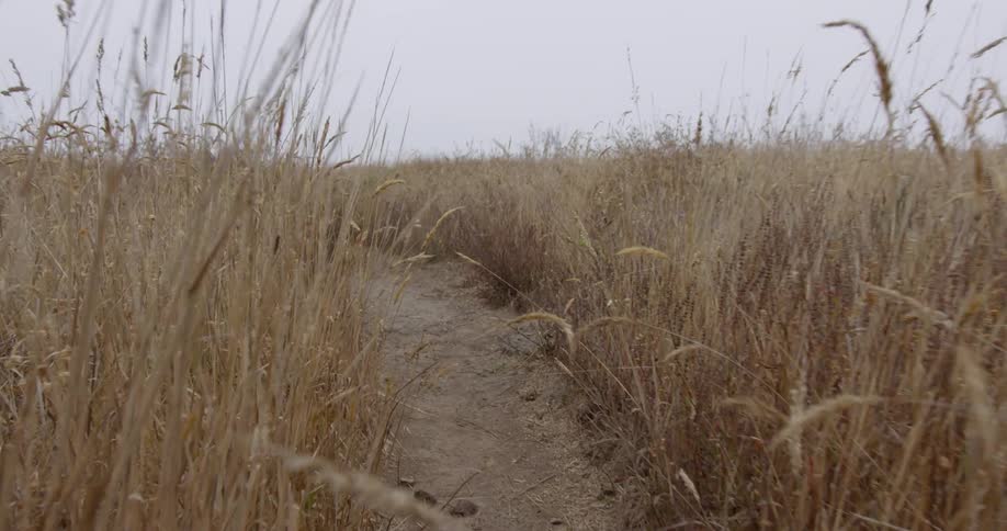 A dirt path winds through dried grass
