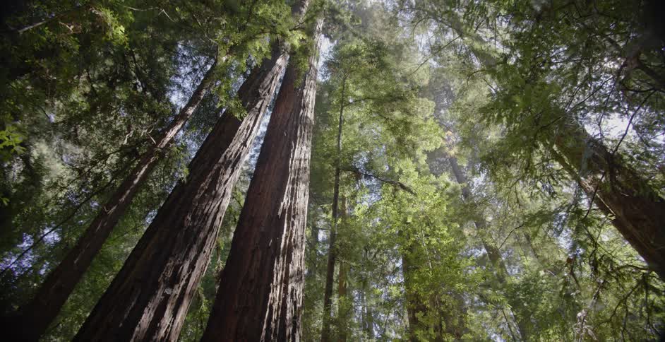 Sequoias form a canopy