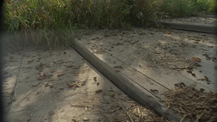 The steps are covered with leaves and debris