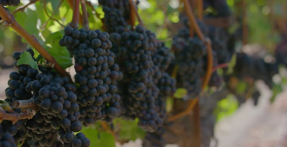 Grapes on a vine