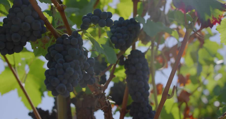 Grapes are hanging from grape vines on a sunny day