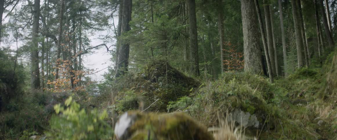 A bearded man walks through a forest