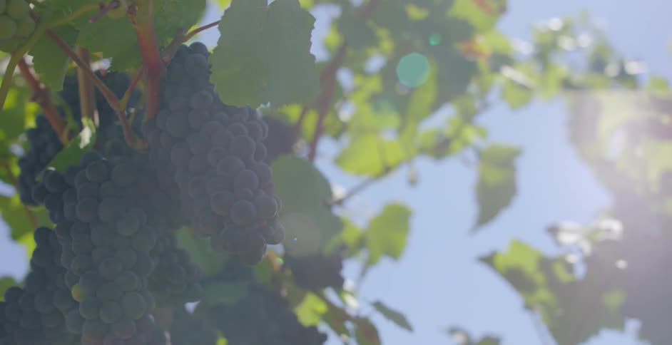 Grapes grow on a vine on a sunny day