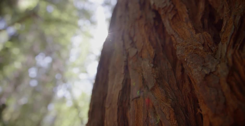Close up of the bark of a tree