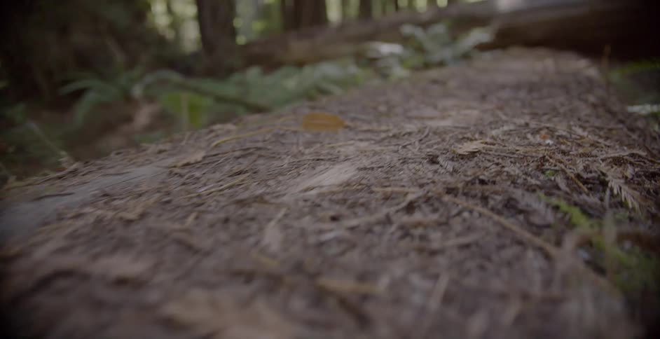 The log leads to a fallen tree