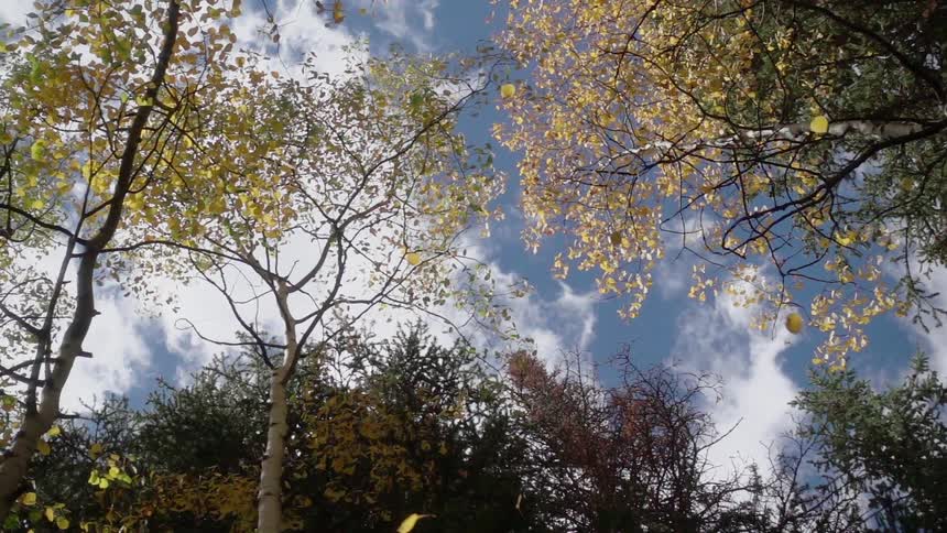 Leaves are falling down from trees on a windy day
