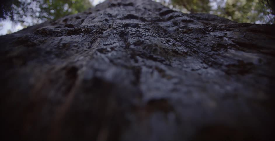 The bark of the tree runs up to the branches